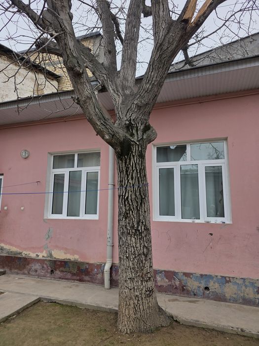 Дерево грецкий орех