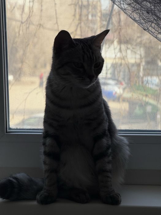 Отдам в хорошие руки кошку