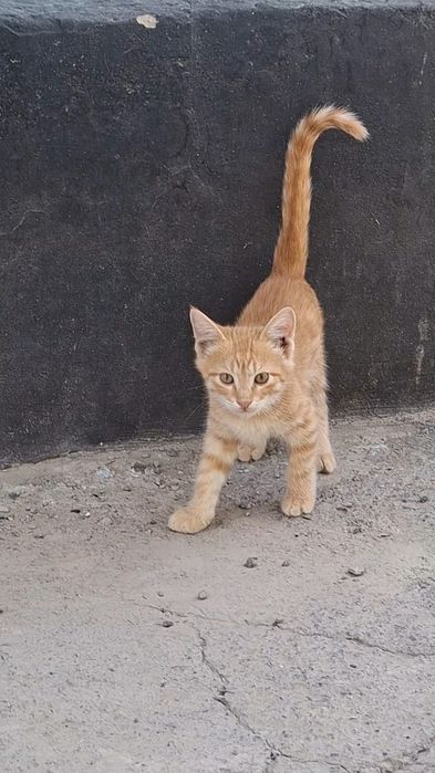 Отдам даром котят