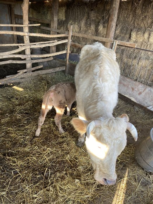 Продам корову с теленком