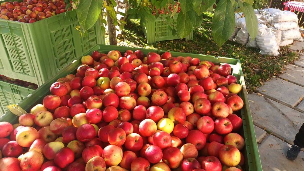 Mere de vinzare din producție proprie 1,60 lei- IONATHAN, FLORINA, IDARED.