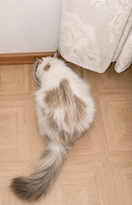 Добрая кошечка рэгдолл