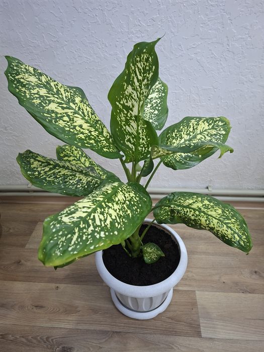 Продам комнатный цветок - Диффенбахия