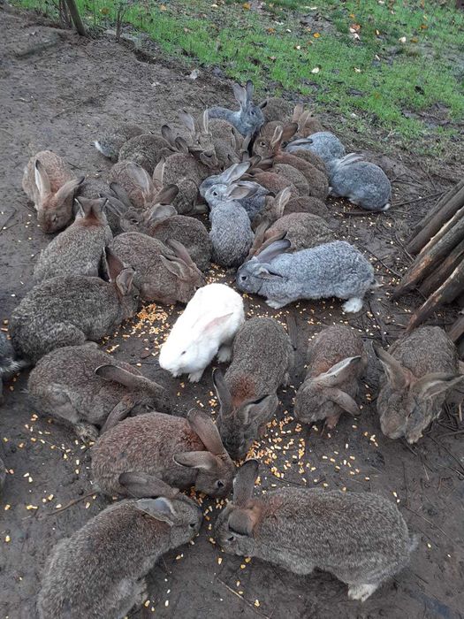 Vand iepuri Urias German