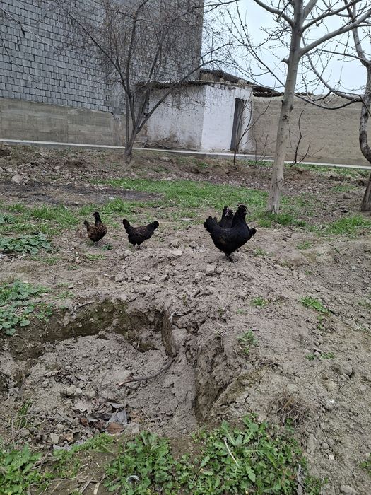 Yaponchalar sotiladi toza narsala  6 ta tovuqcha 1 ta xurozcha