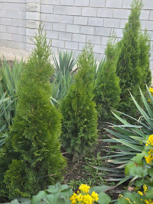 Туя Смарагд (Smaragd)