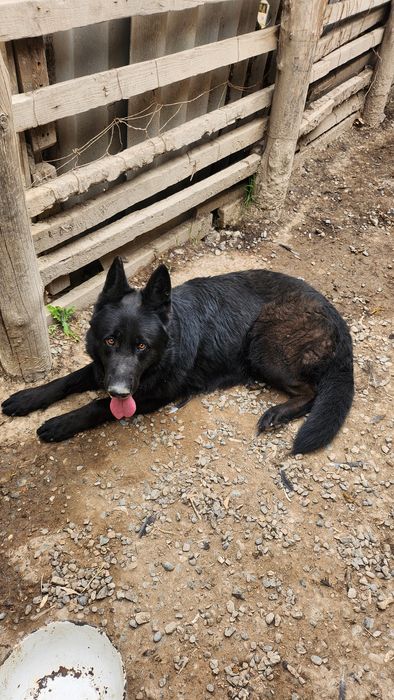 Животные, собака.