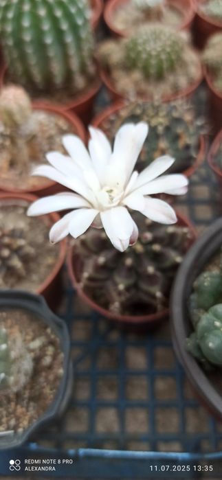 Кактус цветущий, разные виды