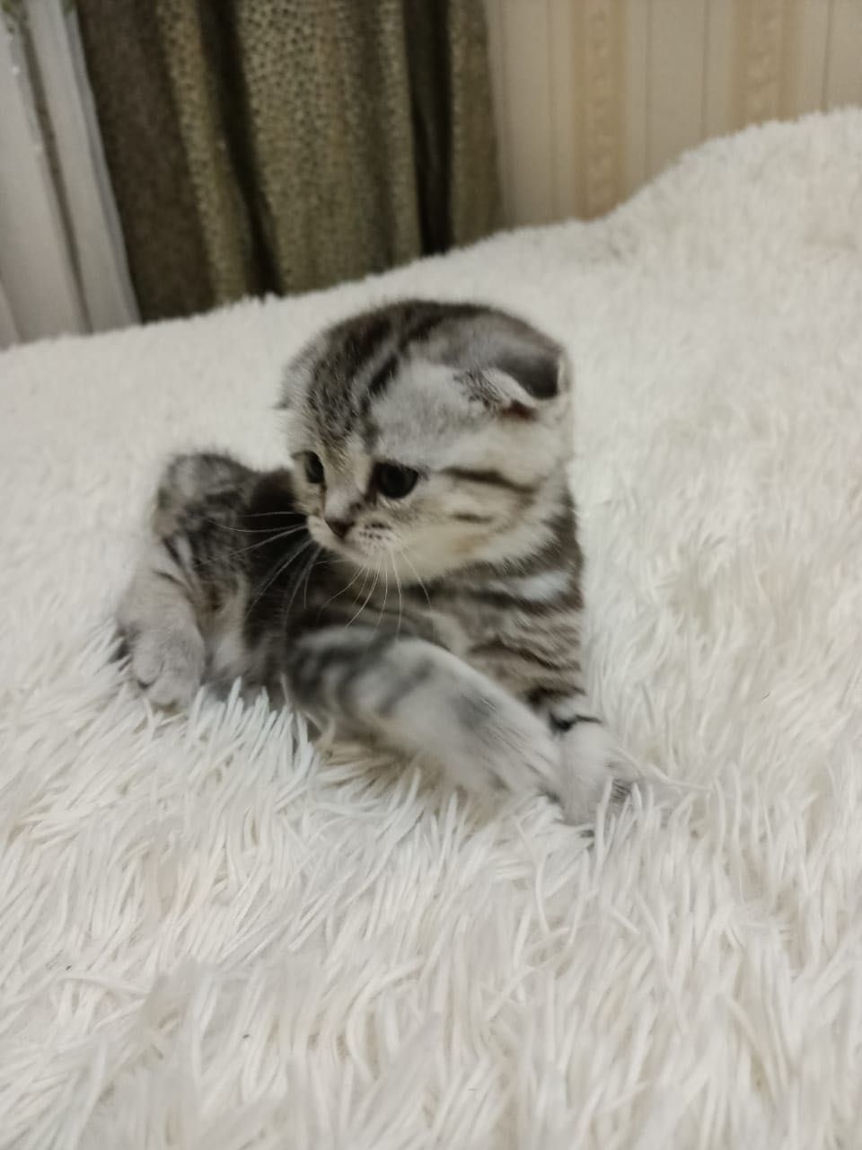 Вислоухие котята 2 недели