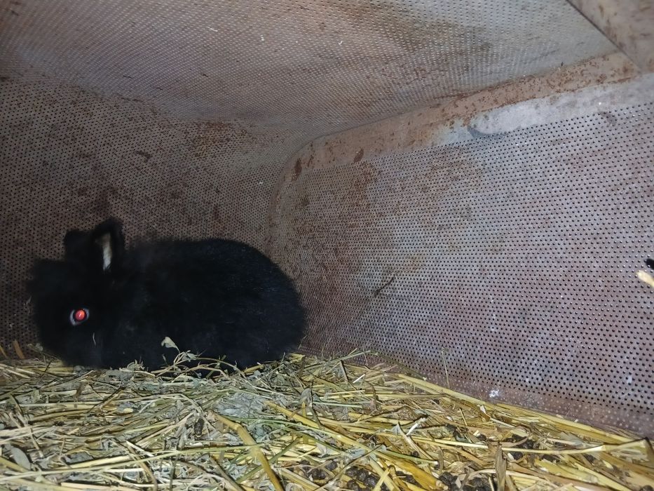 Vând/Schimb iepuri cap de leu