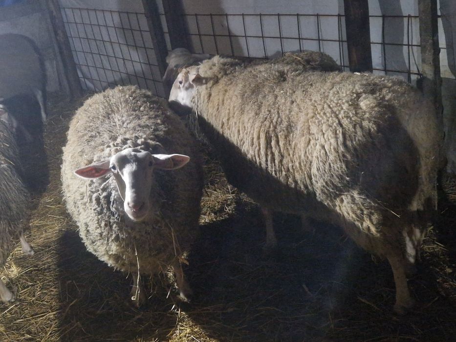 Vind 2 berbeci friza germana