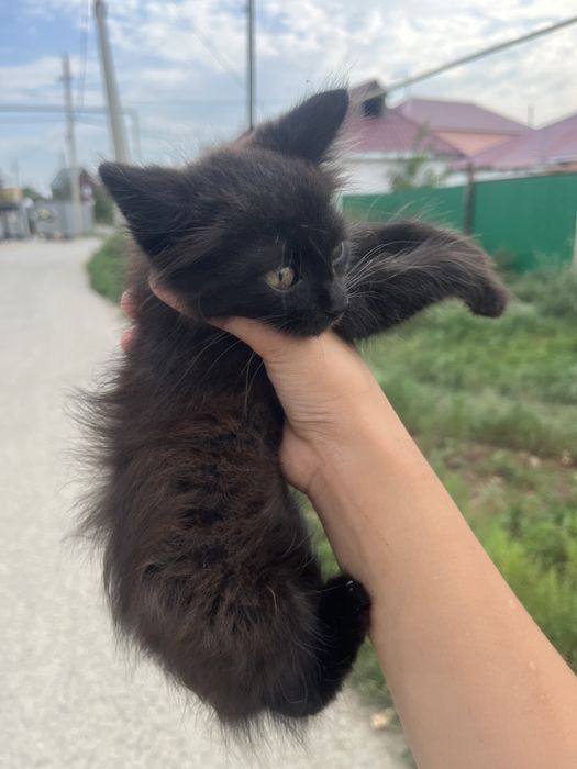Котенок где то 2-3-4 месяца