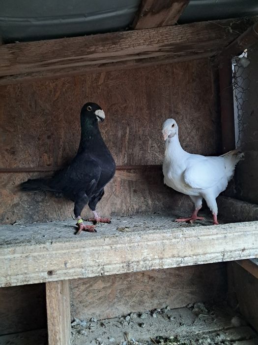 Porumbei de vânzare