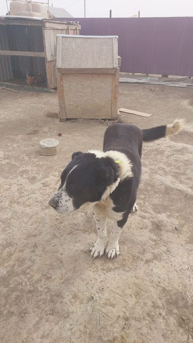 Алабай бір жаста