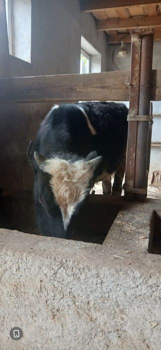 Бичок сатилади 11 айлик