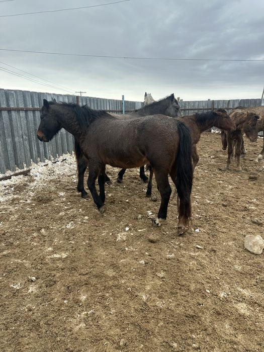 Продам кабылу с откорма 5 лет