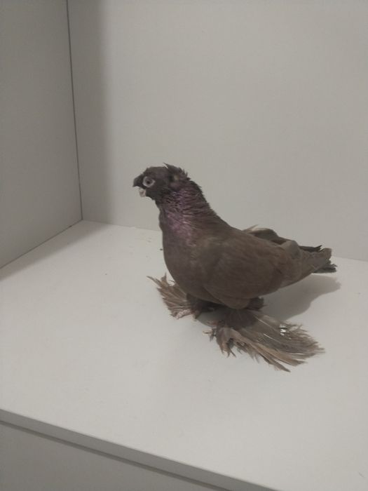 Голубы двухшубые