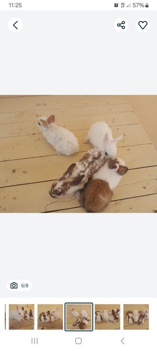 Quyon 1 juft 1.5 yosh