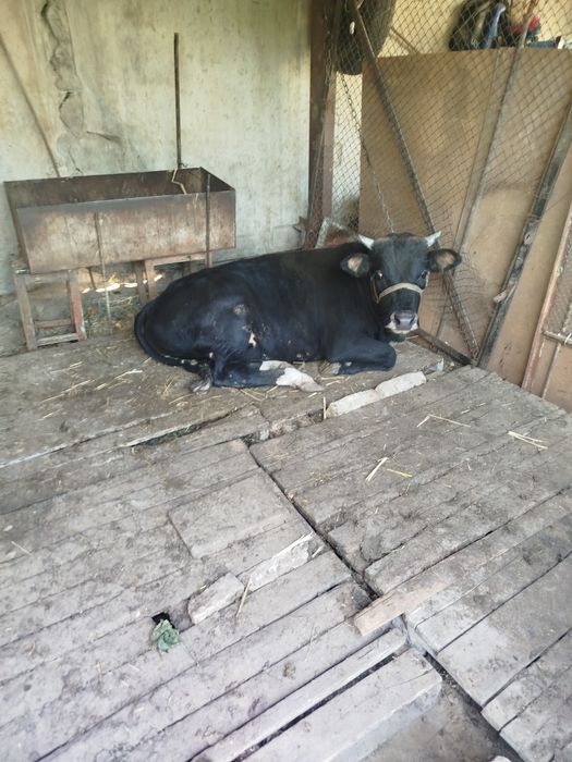 Букка бор тахминани Икки юз кило чикади