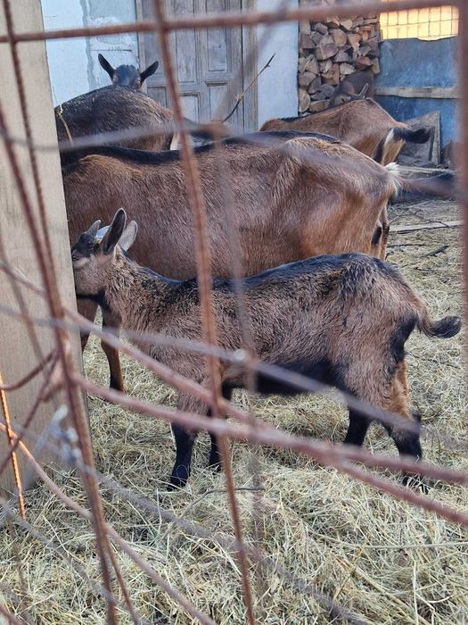 Vand 2 ieduti rasa alpina franceza