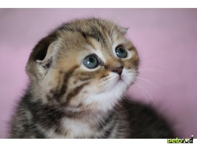 Skotish fold Skotish strayt