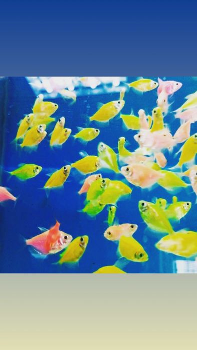 Аквариум с крышкой и лампой