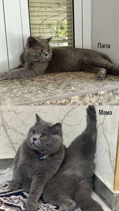 Порода:Британская короткошерстная