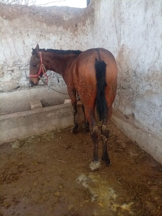 Toy sotiladi 10 oylik