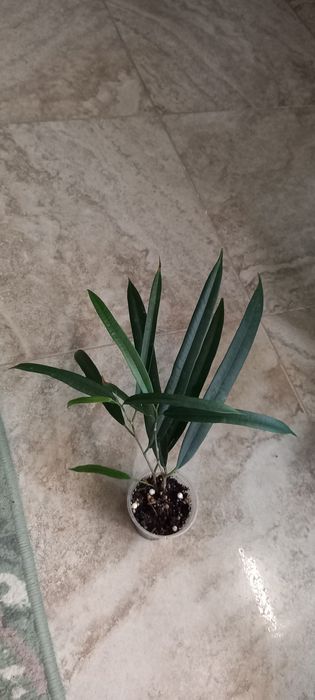 Фикус Али  продам