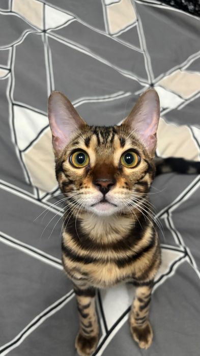 Отдам кота…………..