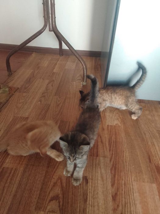 Отдам даром котят