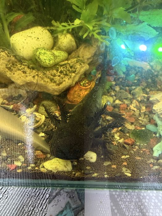 Аксолотль редкий окрас