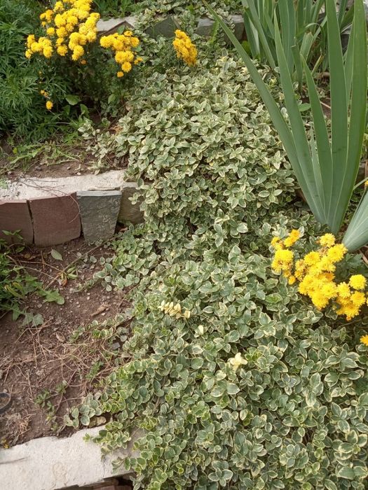 Вечно зелёный Почвопокровник