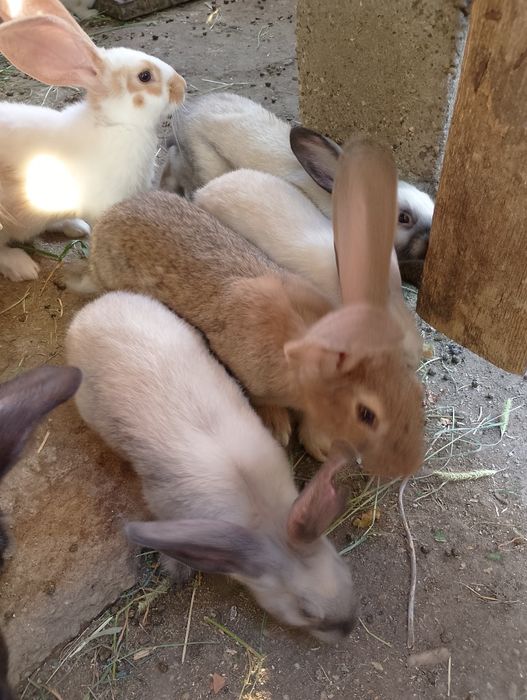 De vinzare iepuri deosebiti