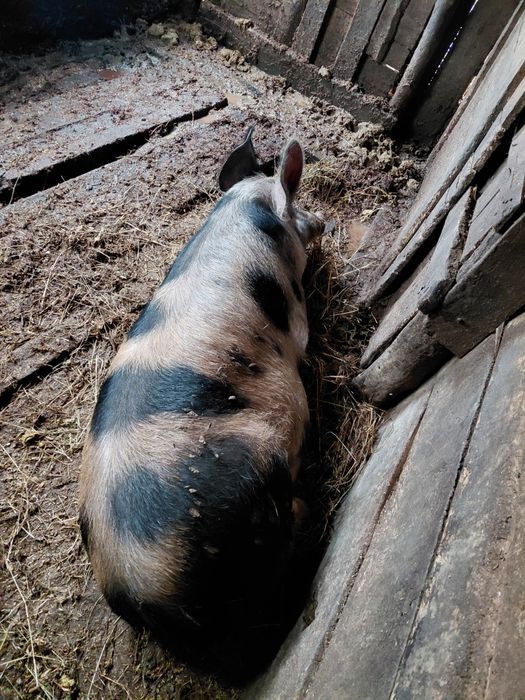 Угоени Прасета на сметка
