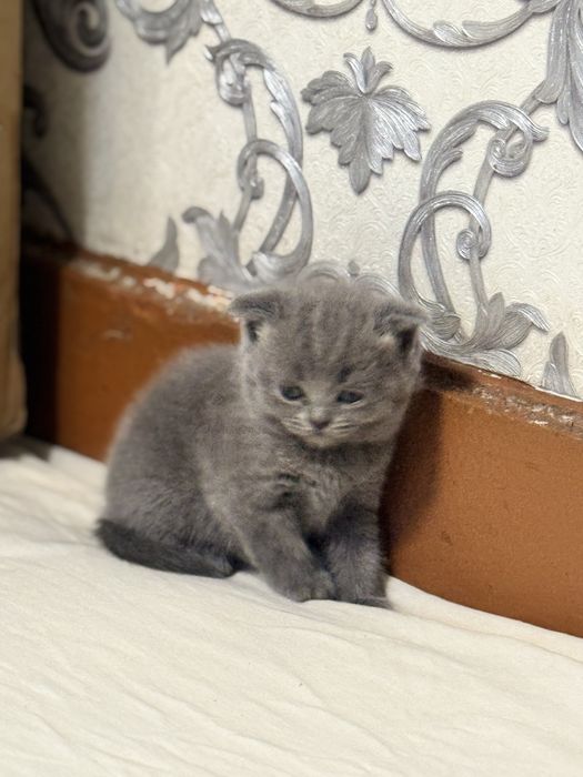 котята Scottish Fold и Straight в продаже$