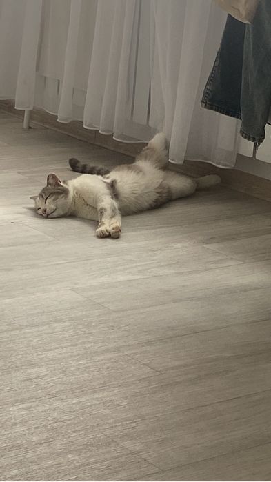 Отдам кошку в хорошие руки.