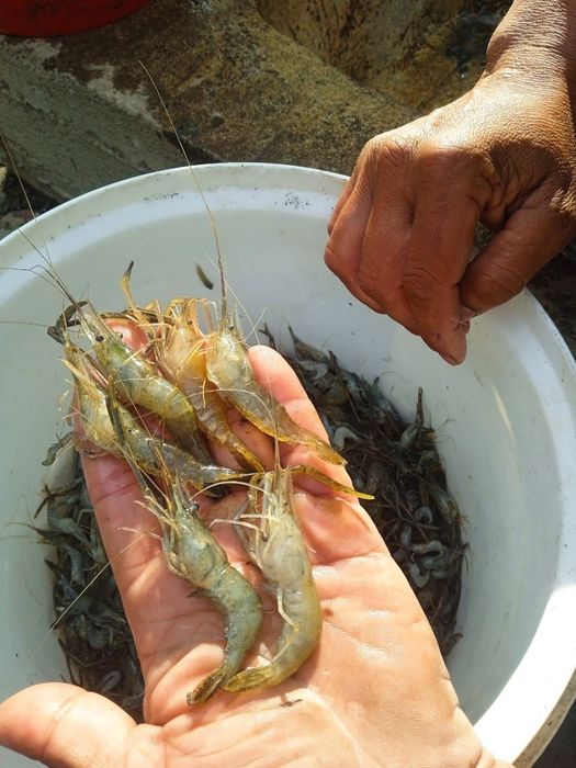 Маринка ишкибозлари,Сазан ишкибозлари