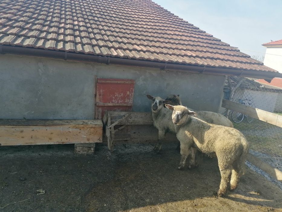 Селскостопански животни