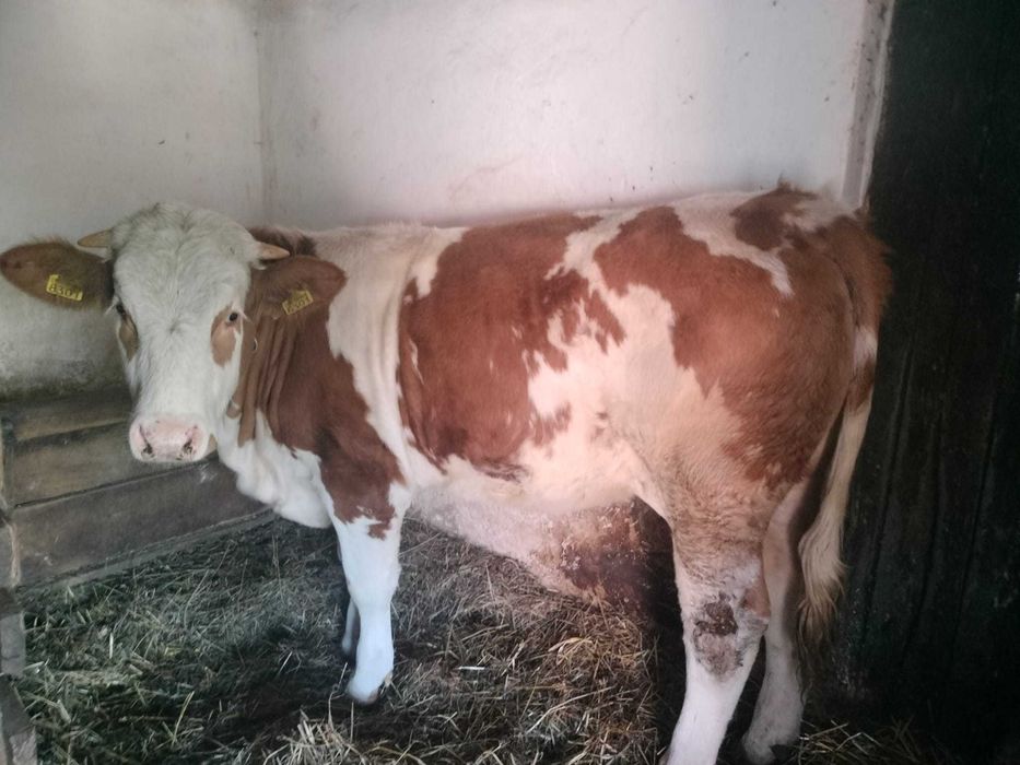 Vand juninca baltata de 1 an