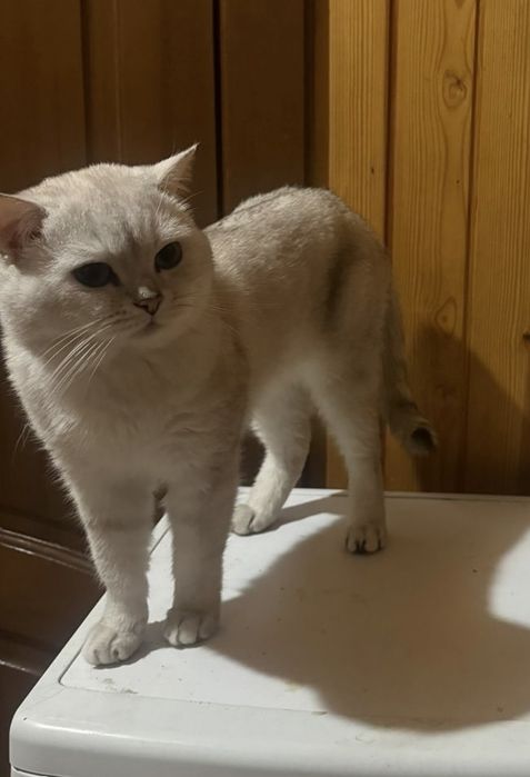 Шотландские котята.