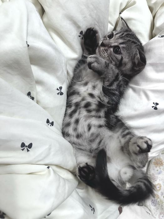 Продам котенка шотладский вислоухий