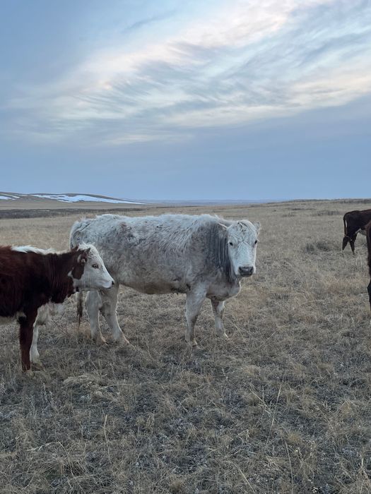 Құнажын қашар сатылады!