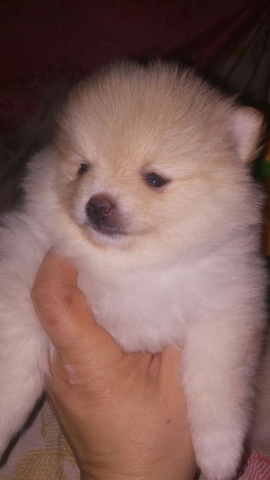 Продам щенков шпица