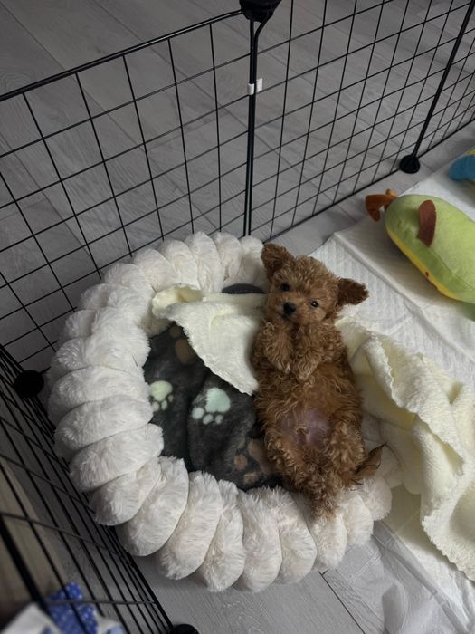 Продам мальтипу ф1