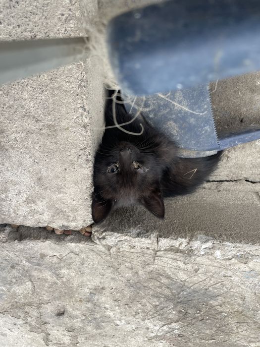 Котята, мальчики