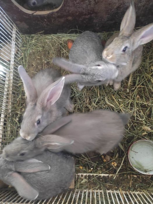 Продам кроликов(самцы и самки(