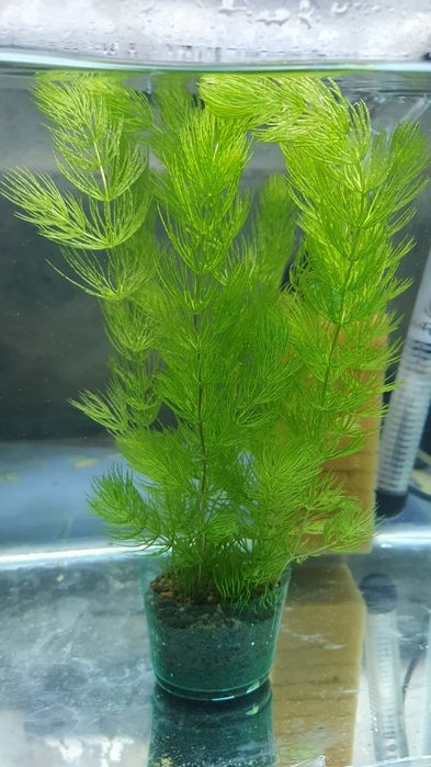 Plante de acvariu si culturi