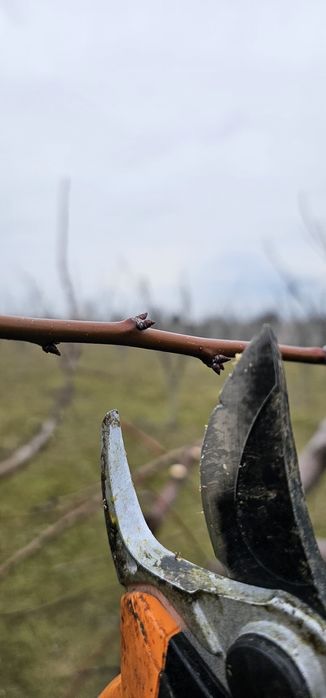 Taieri la pomii fructiferi