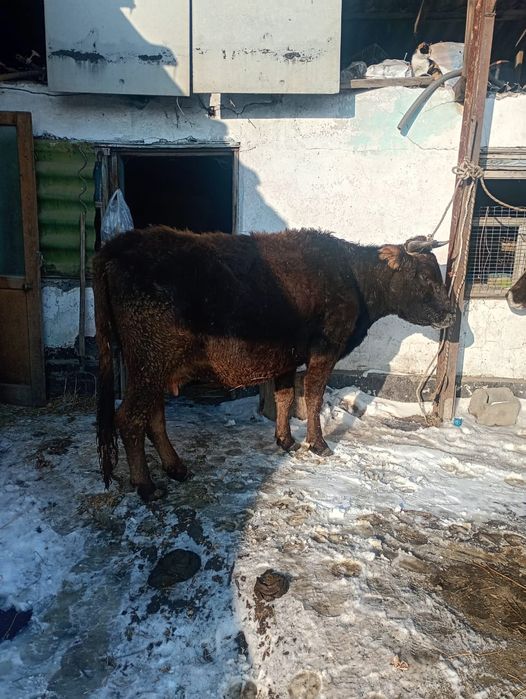 Продам стельных коров